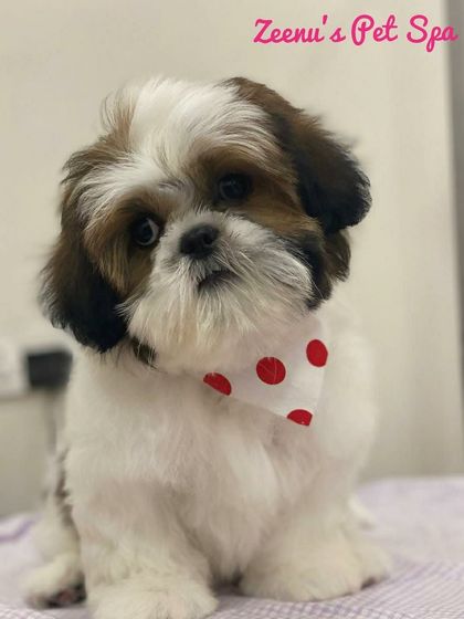 Zeenu's Pet Spa - Dog Grooming & Spa Breed-Specific Styling: Shih Tzu, Lhasa & More photo 13