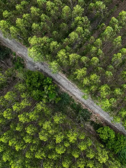 A dirt road cuts through a forest in Karnataka. This top-down view creates a beautiful, almost abstract pattern.