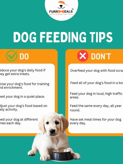 Feeding your dog correctly is about more than just filling their bowl. This graphic shows the simple do's and don'ts of feeding to help you build a healthy relationship with food and maintain your dog's ideal weight.
