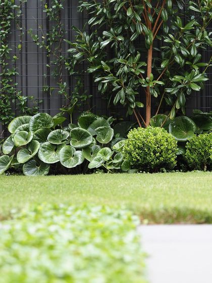 A close-up of modern planting against a dark fence. The large, glossy leaves of the Tractor Seat Plant (Ligularia) contrast beautifully with the fine texture of the lawn and the small boxwood hedge.