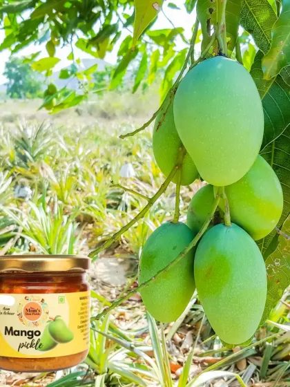 Our classic Mango Pickle starts with fresh, raw mangoes straight from the farm. This picture captures the journey from the tree to the jar, promising a taste that is pure and natural.