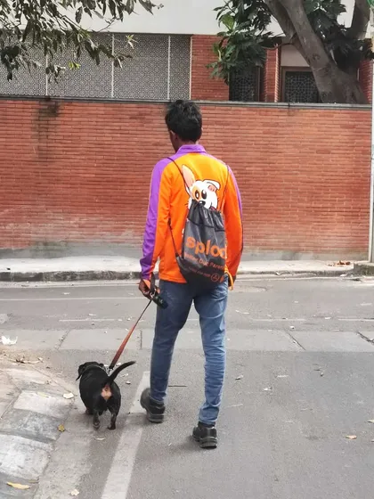 A happy dachshund trotting along with his walker. We make sure even the little legs get a proper walk, not just a quick potty break.