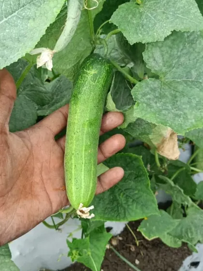 Another example of a healthy cucumber ready for harvest.