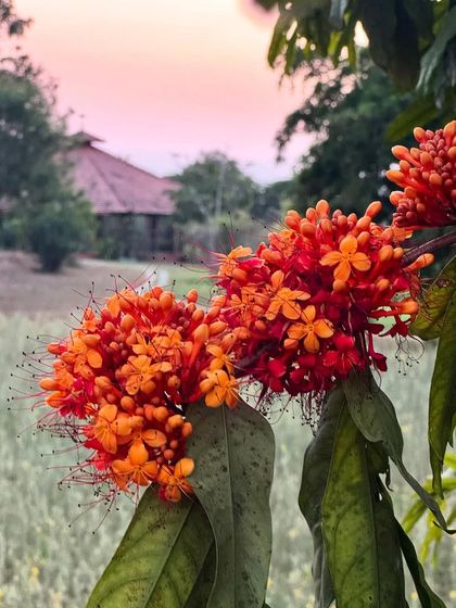 The sunset paints the sky with warmth as evening settles over the ashram. These quiet moments of reflection by the river or among the trees are a cherished part of the daily rhythm here.