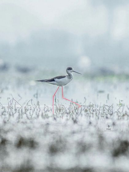 Neet Kashyap - Wildlife & Nature Photography Golden Hour & Misty Mornings photo 8