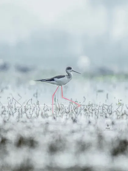 A Black-winged Stilt wading through the water on a misty day. The minimalist composition and the bird's reflection create a clean, artistic image.