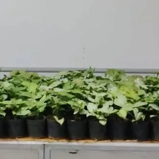 A large batch of Syngonium plants ready for potting and branding. This is the first step in creating our custom corporate gifts.
