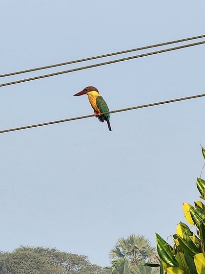 A colorful kingfisher spotted during our West Coast tour. The region is rich in birdlife, and we always take time to appreciate the local fauna.