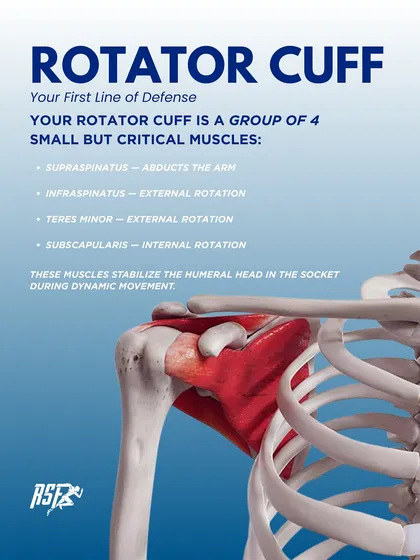 This is your rotator cuff, the first line of defense. This infographic breaks down the four critical muscles: supraspinatus, infraspinatus, teres minor, and subscapularis. Together, they stabilize the humeral head during dynamic movement.