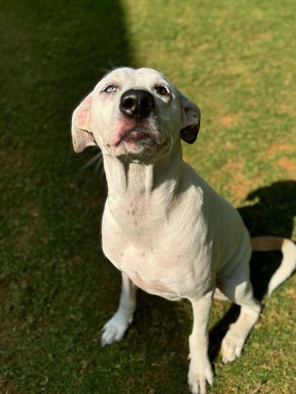 The many moods of Cheri-pie: the noble and proud pose.