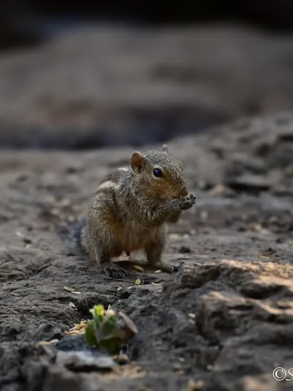 "Me, 5 minutes into my new diet." A tiny Asian Palm Squirrel caught in the act of snacking. These small moments of humor are what I love to capture.