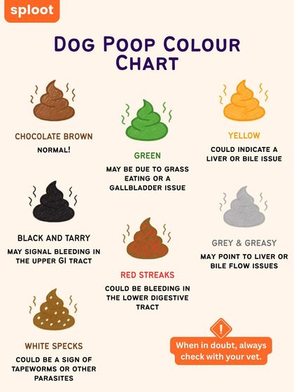 Your dog's poop can tell you a lot about their health. This color chart helps you understand what's normal and what might be a sign of a health issue, like parasites or digestive problems. When in doubt, always check with your vet.
