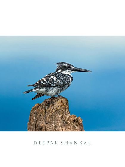 Precision in flight, elegance in stillness. The Pied Kingfisher is a master of its domain, and its striking black and white plumage makes it a stunning subject.