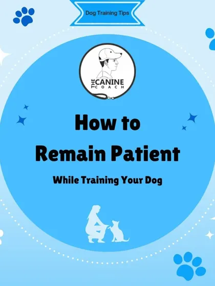 This graphic series breaks down how to remain patient while training your dog. It's one of the most important skills a dog parent can learn.