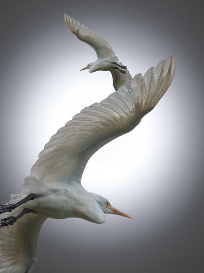 A creative, multi-exposure style image of cattle egrets in flight. This artistic approach gives a sense of movement and flow, as if the birds are ascending towards the light.