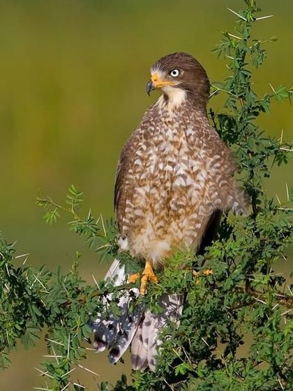 A portrait of the White-eyed Buzzard, showing the beautiful mottled pattern on its chest.