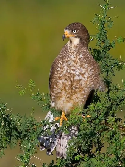 A White-eyed Buzzard perched amidst thorny branches. The intricate pattern on its breast feathers provides excellent camouflage in the scrubland it inhabits.