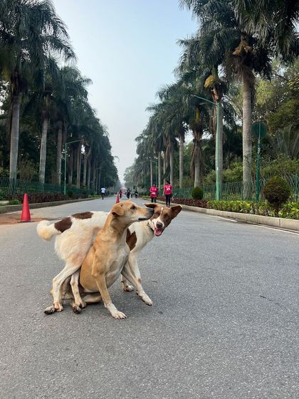 Sujith Kumar - Running & Fitness Coaching My Paw Friends photo 83