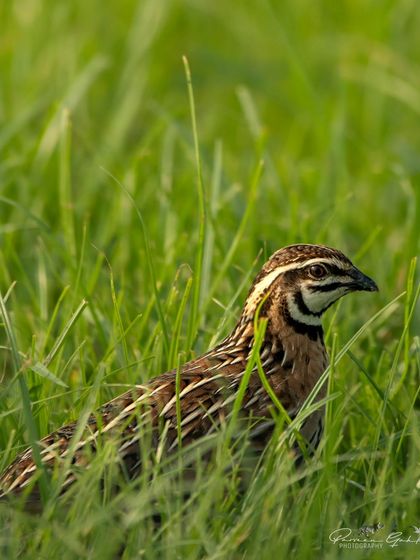 A male Rain Quail, or Black-breasted Quail, hiding in the tall green grass. Its bold black and white face pattern is unmistakable.