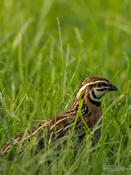 A male Rain Quail, or Black-breasted Quail, hiding in the tall green grass. Its bold black and white face pattern is unmistakable.