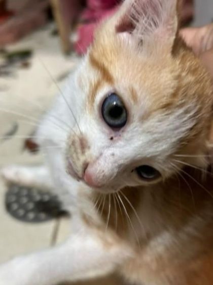 This tiny ginger and white kitten is about 2 months old and looking for a home. He and his sister are currently safe with their mom but need to be adopted.