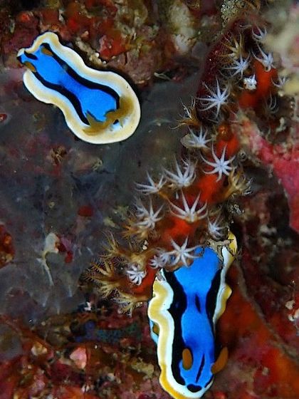 A pair of Chromodoris annae nudibranchs. The macro diving here is just as world-class as the big stuff.
