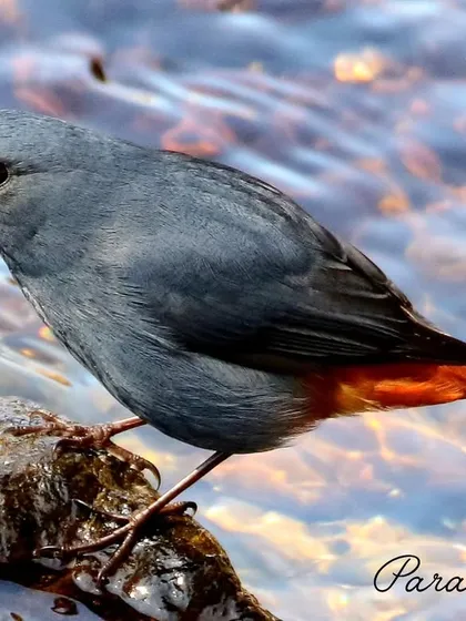 The Plumbeous Water Redstart, with its slate-grey body and flashing red-orange tail, is a common sight along fast-flowing Himalayan streams. It's a splash of color against the wet rocks.