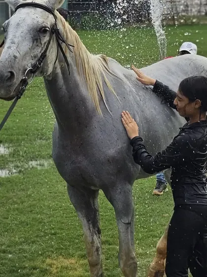 A rider helps cool down her horse with a refreshing bath after a session. Proper cool-down is essential for the horse's well-being.