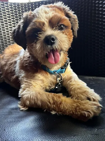 Meet this adorable 5-month-old Shih Tzu we rescued from a breeder. She is fully vaccinated, dewormed, and ready for a family that can offer her a wonderful life. Adopting a purebred dog like her is possible and helps combat unethical breeding practices.