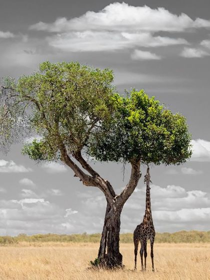 You don't get any leaves unless you stick your neck out. This image, with the vibrant green tree against a monochrome sky, is a fun and artistic take on a classic giraffe behavior.