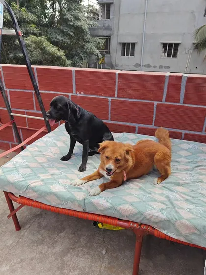 Two friends enjoying the fresh air on the terrace cot. Providing different zones for relaxation and play helps maintain a calm and balanced energy within the pack.