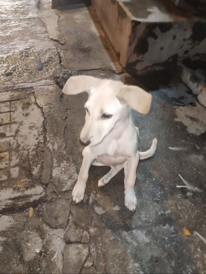 Charlie looking down, a bit shy but very sweet. She has been dewormed and is looking for a safe place to call home.