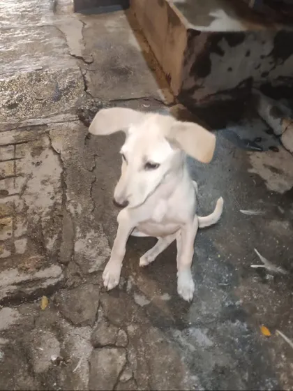 Charlie looking down, a bit shy but very sweet. She has been dewormed and is looking for a safe place to call home.