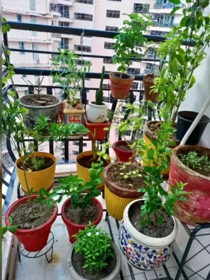 A happy customer's balcony filled with a variety of plants in colorful pots. It's wonderful to see them thriving in their new homes.