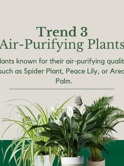 Trend 3: Air-Purifying Plants. Breathe easier with plants known for their ability to remove toxins from the air. Spider Plants, Peace Lilies, and Areca Palms are both beautiful and functional.