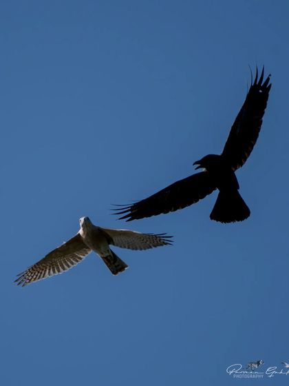 A dramatic silhouette of a mid-air fight between a Shikra and a crow. Crows are known to mob birds of prey.