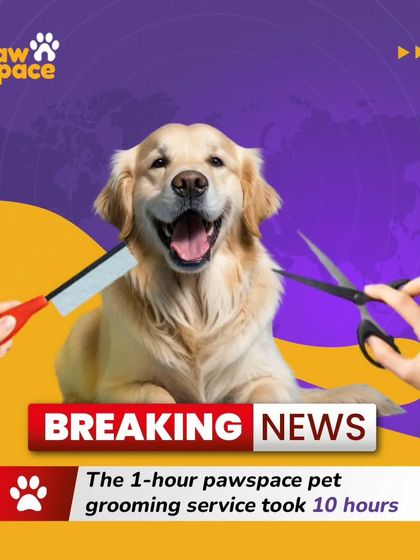 PawSpace - At-Home Pet Grooming The Full Grooming Experience photo 9