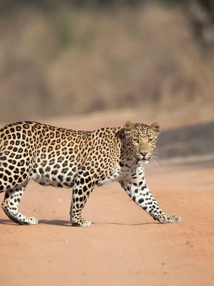 The handsome male leopard Rana crosses the track in Jhalana, a park famous for its leopard population.