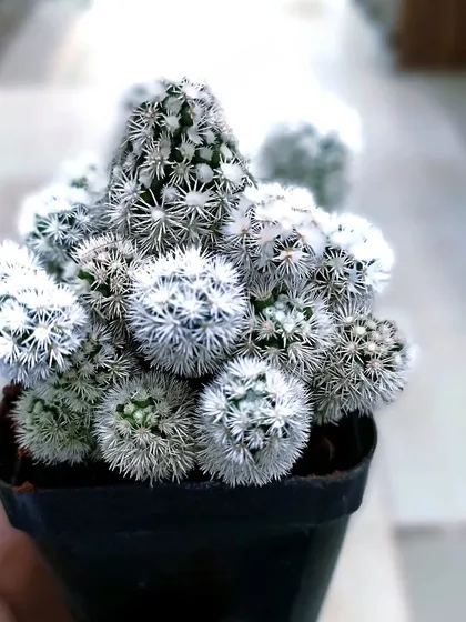 A close-up of a Mammillaria vetula cactus, also known as the "thimble cactus." It's a beautiful, low-maintenance plant for cactus lovers.