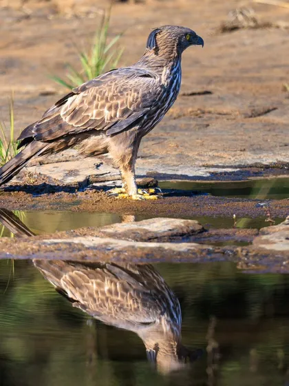 A Changeable Hawk-Eagle, showing off its prominent crest, which gives it its other name, the Crested Hawk-Eagle. This individual was photographed by a waterhole in Panna Tiger Reserve.