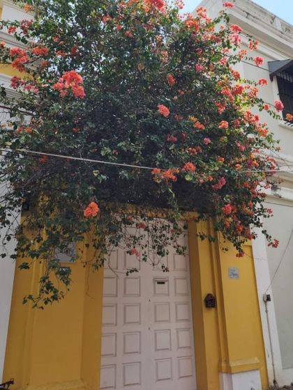 The charming, bougainvillea-draped yellow walls of Pondicherry's French Quarter. Every street here is a photo opportunity waiting to happen.