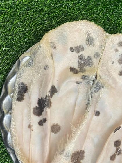 Fresh, raw goat ears, ready for your dog to enjoy. These are a great alternative to processed chews and are full of natural cartilage.