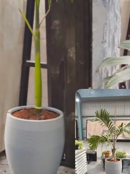 Sometimes, a single, beautiful potted plant is all you need. I can help you choose the perfect pot and plant combination, like this foxtail palm in a modern white pot, to complement your home's style.