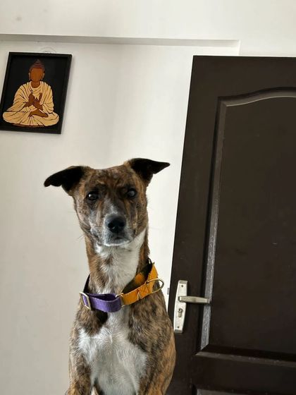 This is Kenzo, a handsome brindle dog, looking calm and attentive. I provide dog walking and sitting services to ensure pets like Kenzo are comfortable and happy.