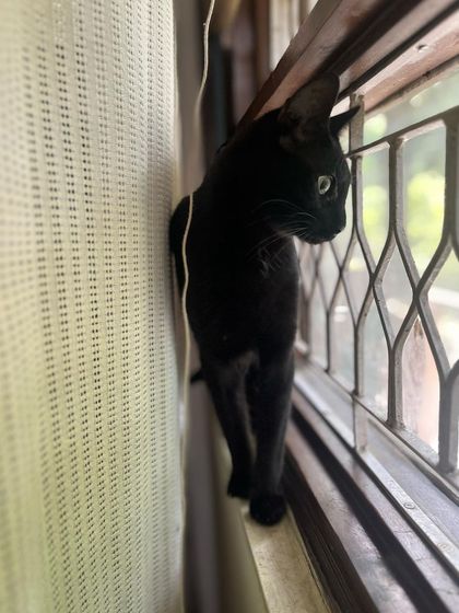 Wellington, a sleek black cat, on his first day. He's cautiously exploring the window ledge in his private room.