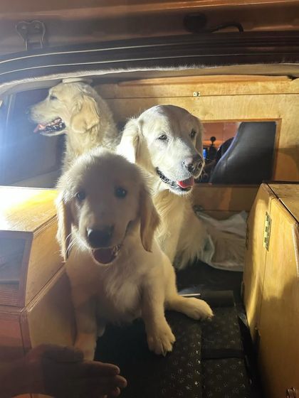 Deepthi - Dog Travel & Adventure Coaching On The Road: Mastering Indian Travel photo 5