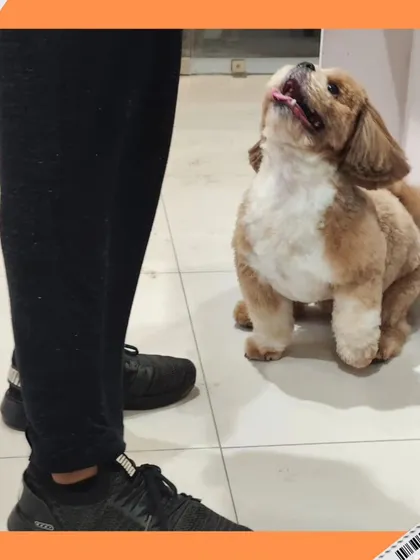Look at that happy face! This freshly groomed Shih Tzu is looking up adoringly, a perfect example of the positive connection we build with our furry guests.