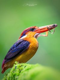 Nature and Wildlife Photography