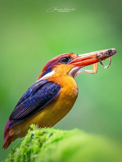 A close-up profile of the Oriental Dwarf Kingfisher with a smaller catch. The vibrant green background makes the bird's orange and blue feathers appear even more saturated.