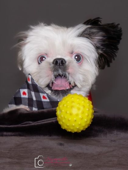 The focus and intensity in Shiro's eyes as he zeroes in on his favorite yellow ball. A great example of capturing personality in the studio.
